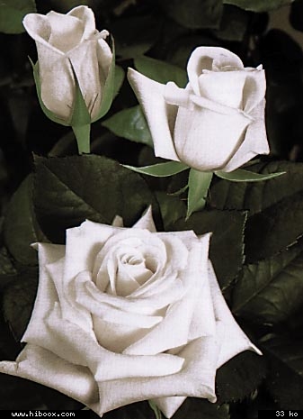 a la memoire de brigitte